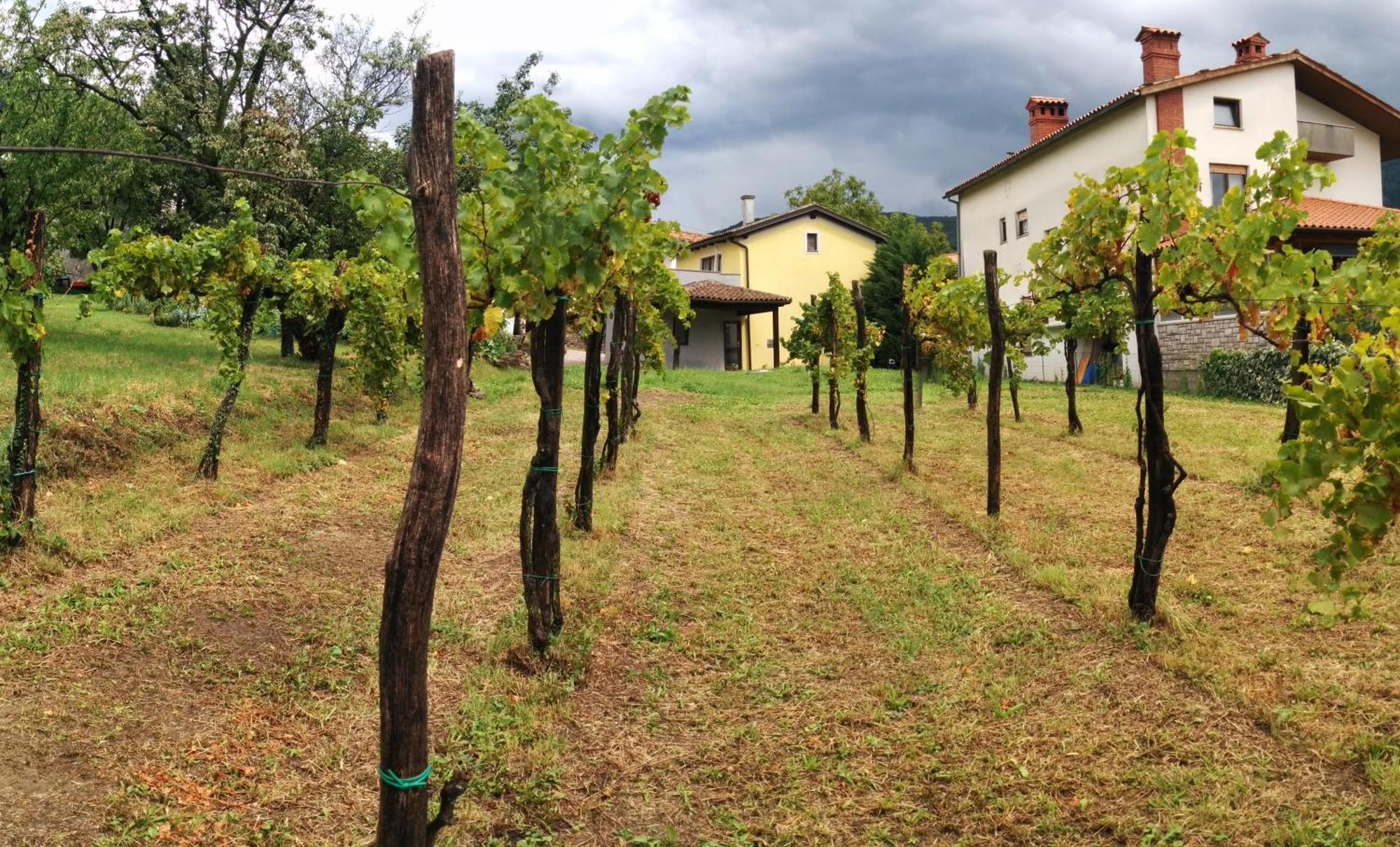 Small House In Vipava Valley Exterior foto